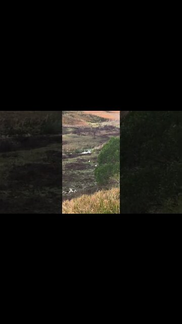 Geese use the creek for the first time!