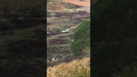 Geese use the creek for the first time!