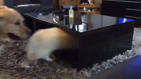 Catch me if you can..🐕🐾🐶😅