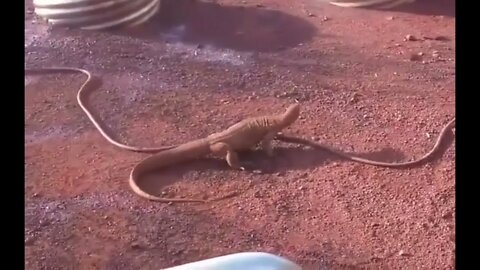 Monitor mistakes a garden hose for a snake