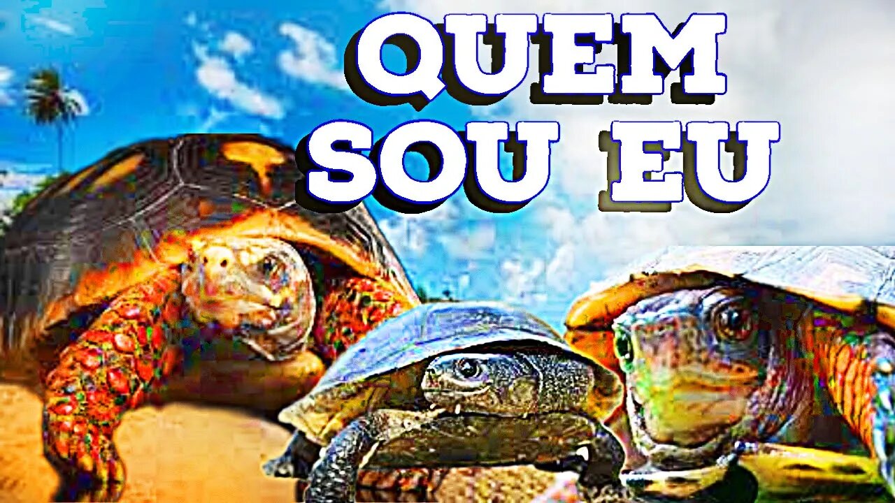 [SEMELHANÇA ]!!!DA TARTARUGA E JABUTI — (NÃO ERRE MAIS ) 🔴