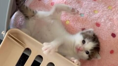 A t-shirt got caught in a kitten's leg 🥹 [ little kitten 🐈🐾 ] #cute #kitten #funnyvideo