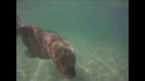 Seal Island Snorkel