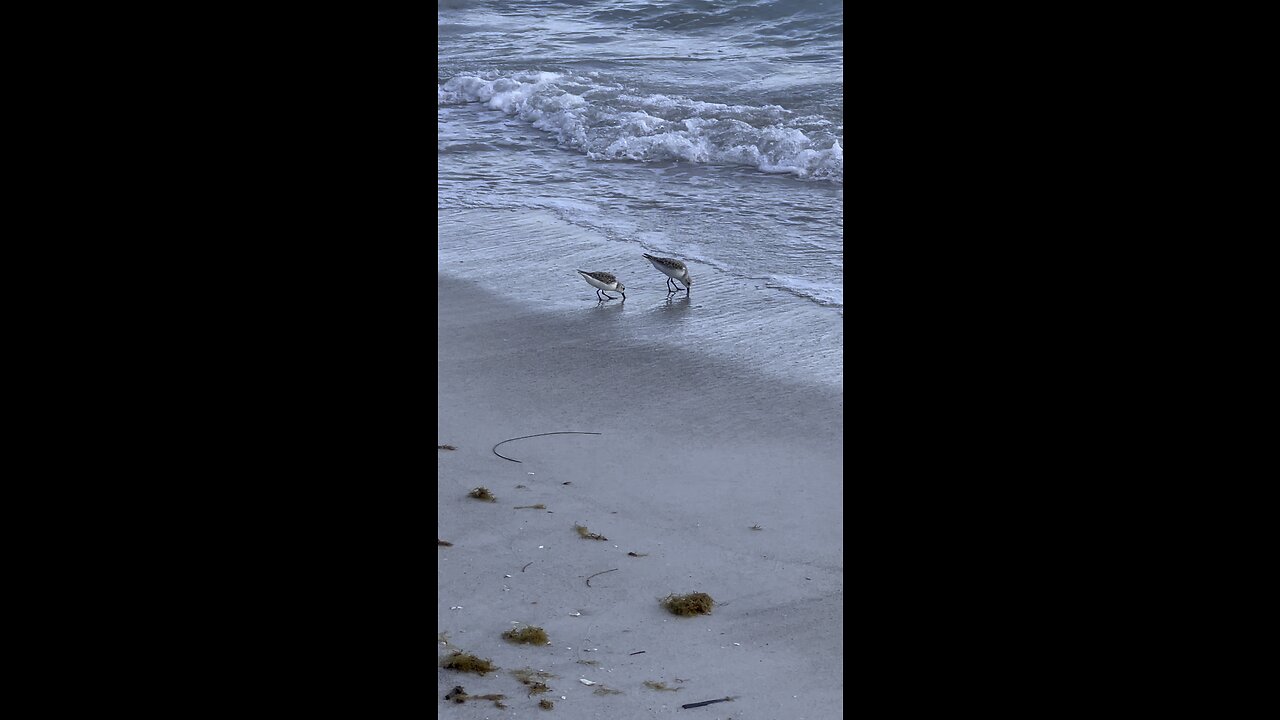 Longboat key - Birds