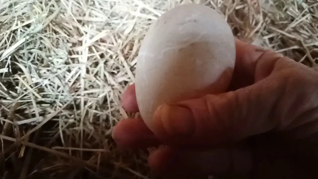 A very large Duck egg, 11th February 2021 ( Video 1 )