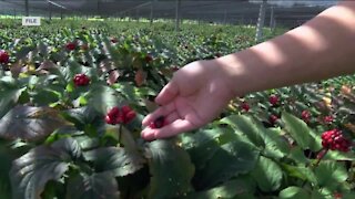 'A huge honor': Ginseng farmer puts global spotlight on Badger State business