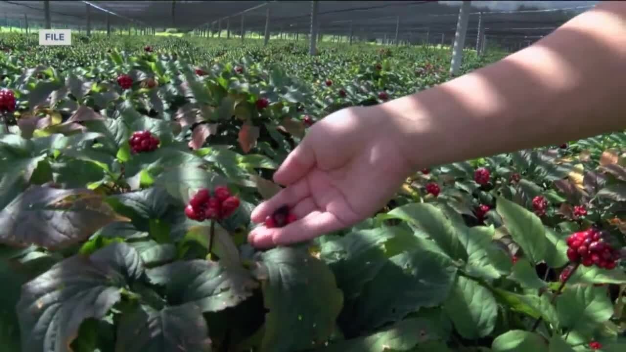 'A huge honor': Ginseng farmer puts global spotlight on Badger State business