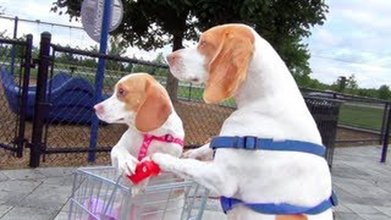 Dog Takes Puppy on Journey in Shopping Cart: Cute Dog Maymo and Puppy Penny