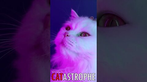 😼 #CATASTROPHE - Fluffy Kitty 🐈