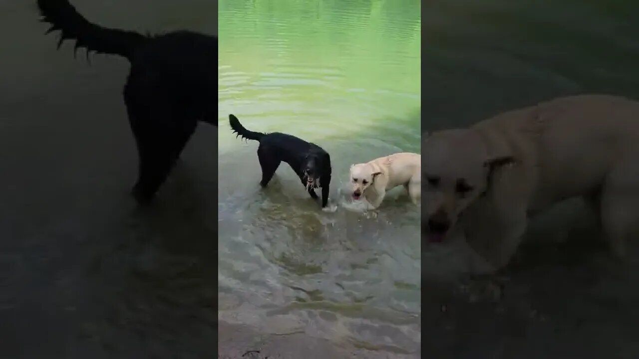 One Year With Daisy, the Bearded Boondocker, doodle lab mix/A camping dog's life