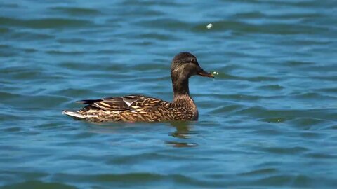 beautiful duck in the worlds #world #beautiful #duck