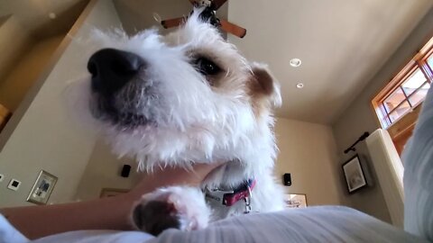 Ares Jack Russell Terrier's Extreme Wake Up Call