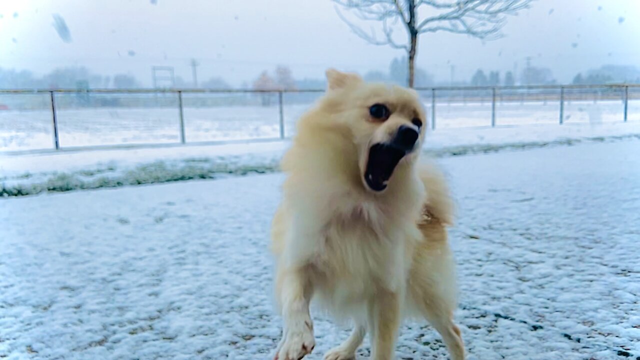 Pomeranian Excited For Snow