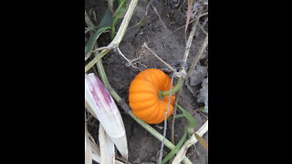 Little Bit Of Love Orange Gourd September 2021