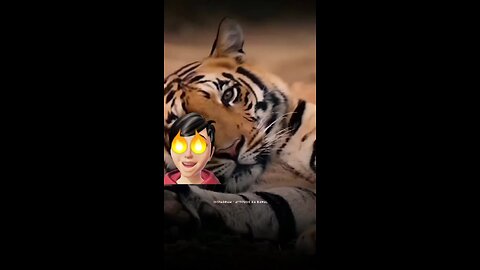 ANGRY TIGERS 🐯🐅😠 IN FORESTS