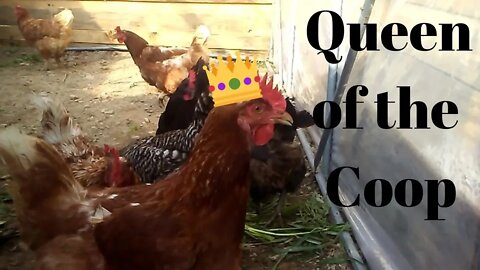 A Palace Fit For CHICKENS🐔🐔🐔