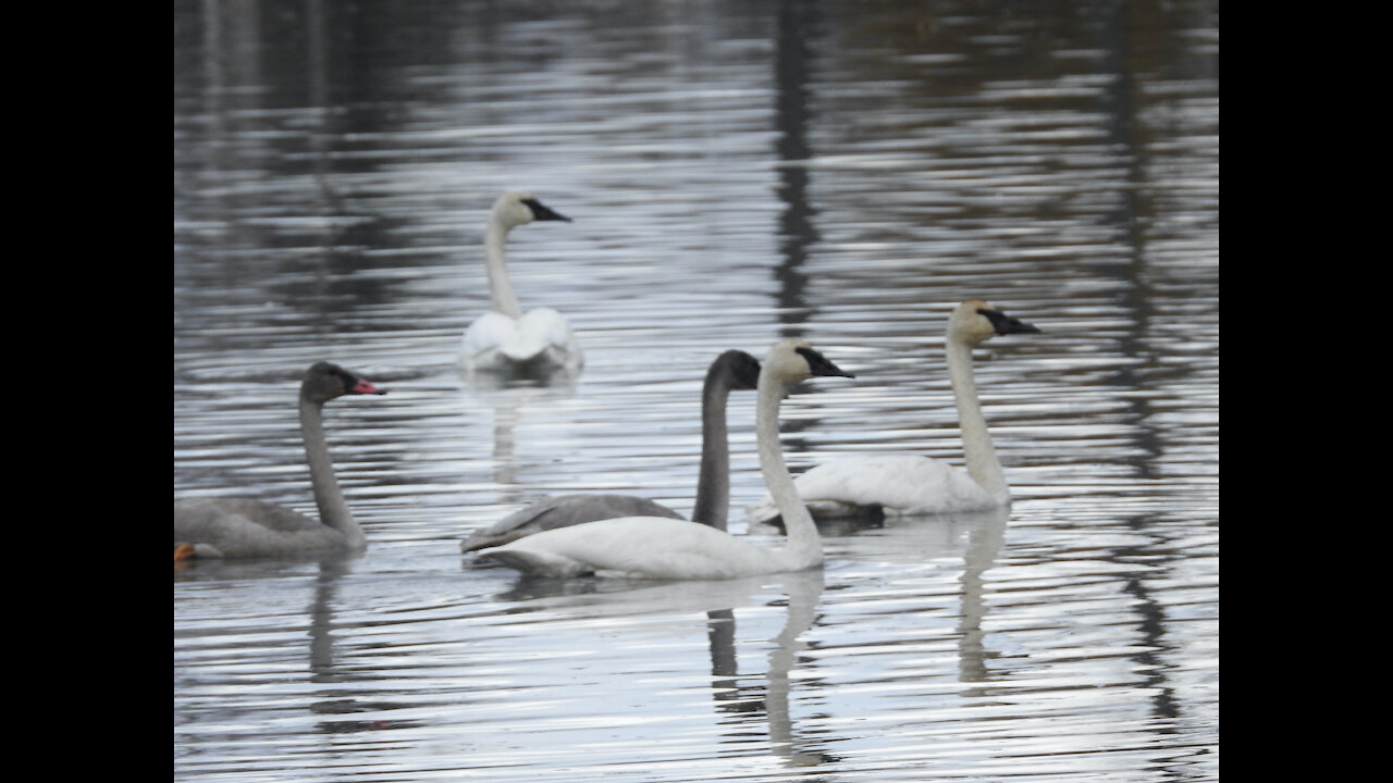 In Search Of Swans