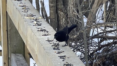 Red-tipped Black Bird