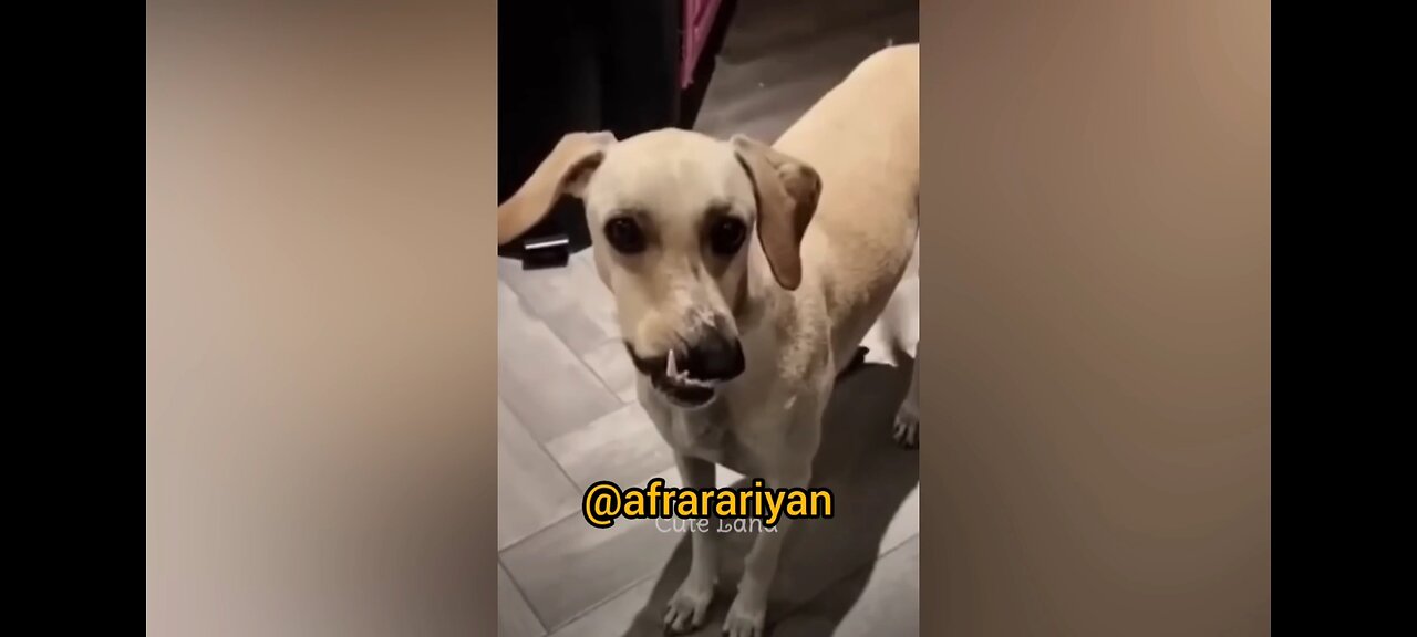 Funny Dog Play with her friends