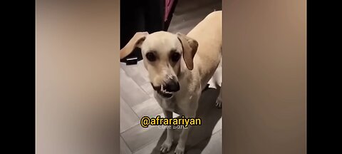 Funny Dog Play with her friends