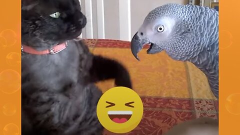 Back Away From The Cat! - Funny Pet Videos