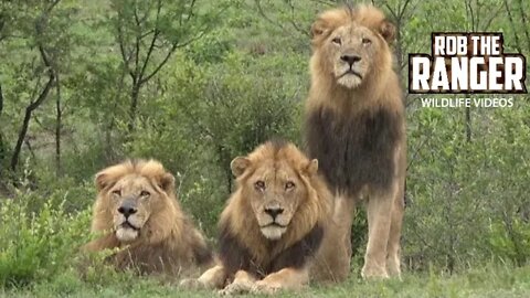 Majestic Lions Watching A Buffalo Herd