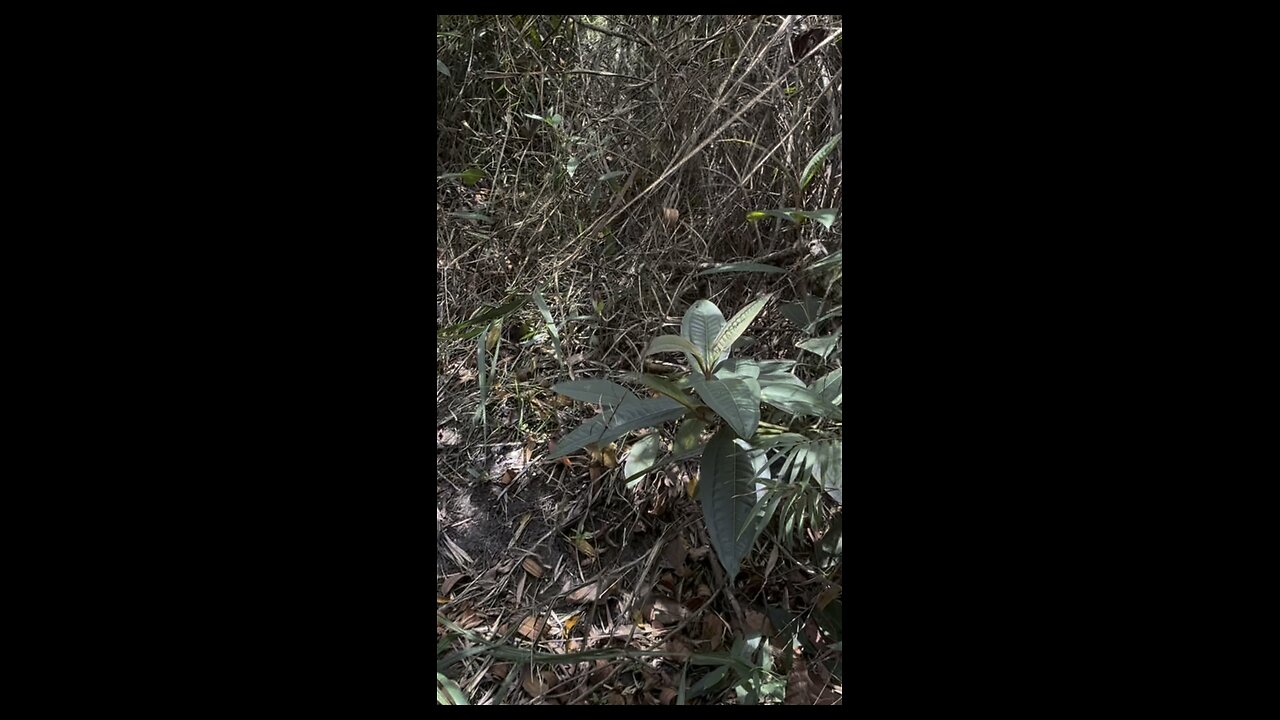 Trilha pela Mata para a Cachoeira de Congonhas de cima na Serra do Cipó Alto Palácio aventura