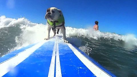 Surfing Dogs