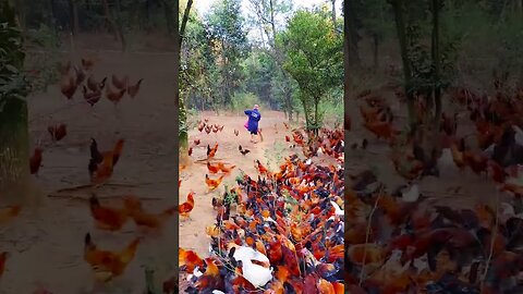 Amazing, Mashallah Open Range Chicken Farming