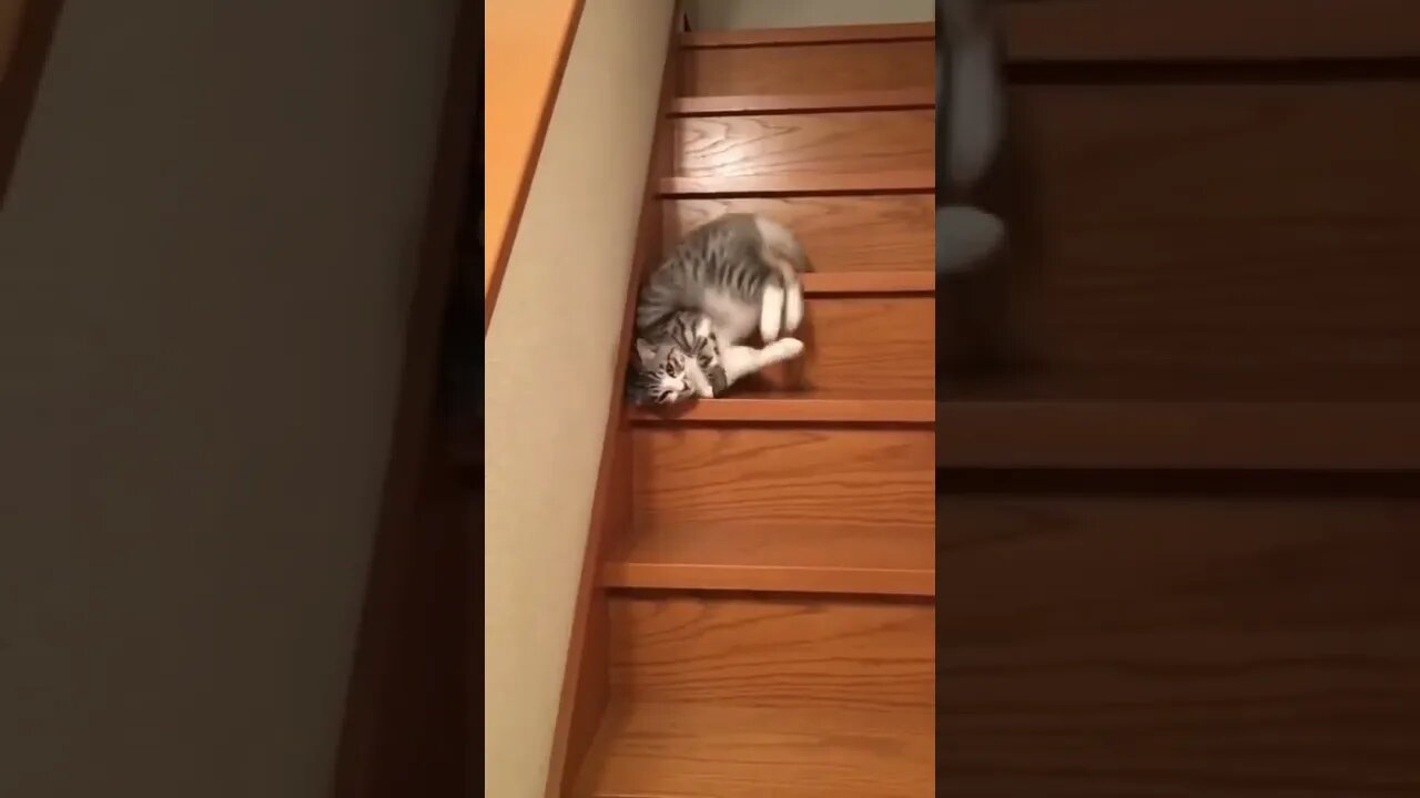 funny cat videos | cute cat videos| cute animals funny cats #shorts #shortsfunny #cutecat #funnycat