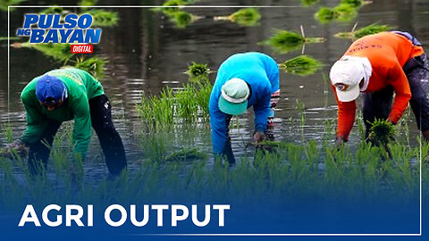 Agri output ng Pilipinas, bumaba ngayong 3rd quarter