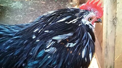 Belgian D'uccle Rooster, likes to sit on my arm every afternoon 18th July 2021