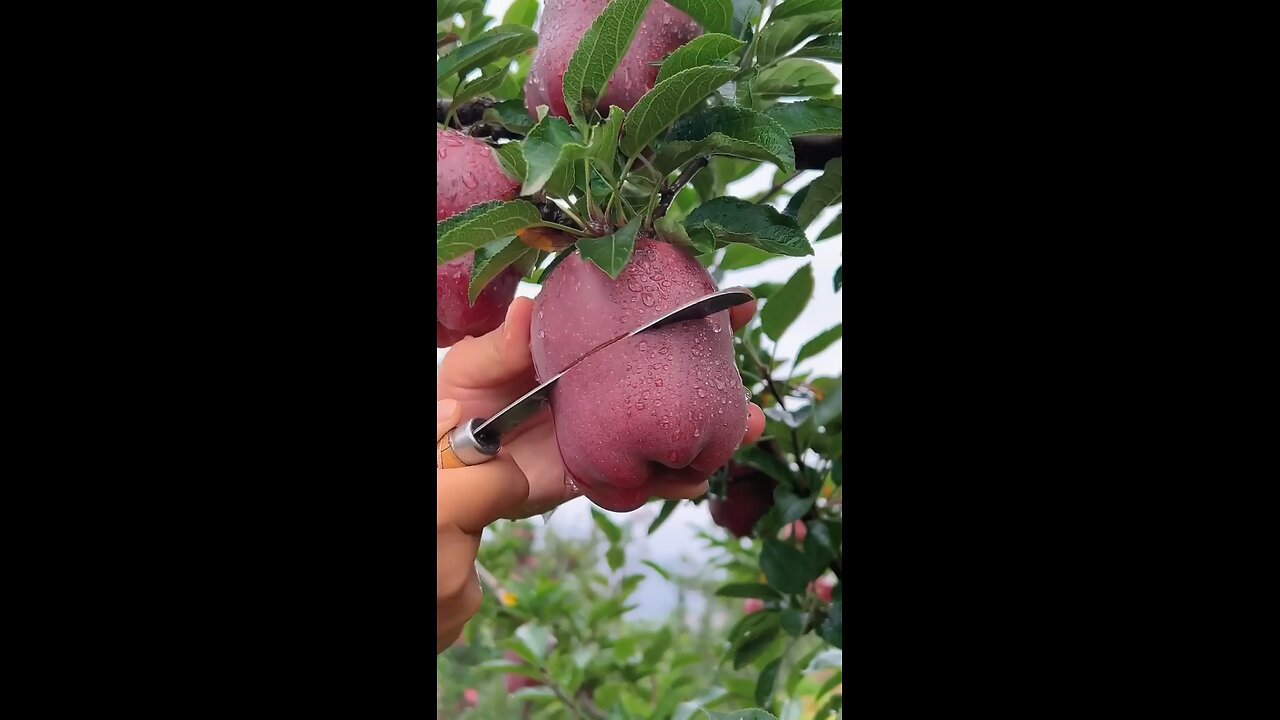 Delicious red apple cutting - farmer fresh ninja fruits cutting.