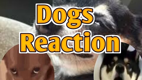 Dogs Reaction how to behaviour human