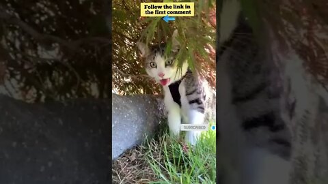 cute cat videos 😹 funny videos 😂 663 😻 #shorts #shortsfunny #cutecat #catvideos #catsfood #catscare