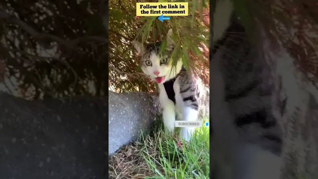 cute cat videos 😹 funny videos 😂 663 😻 #shorts #shortsfunny #cutecat #catvideos #catsfood #catscare