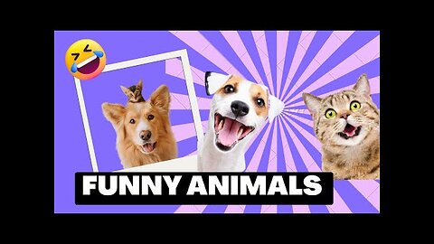 Funniest Animals 2023 😂 Funny Dogs😺 and Cats🐶