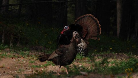 Mountain Thunder: The Eastern Wild Turkey