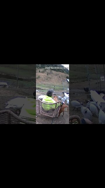 Owner caught on security camera talking to dog