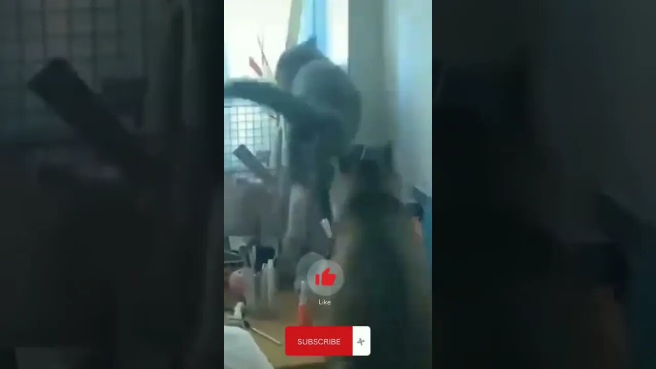 Cats Fight | Funny Cats