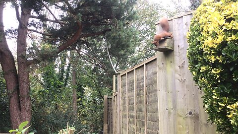 Red squirrel enjoying some breakfast