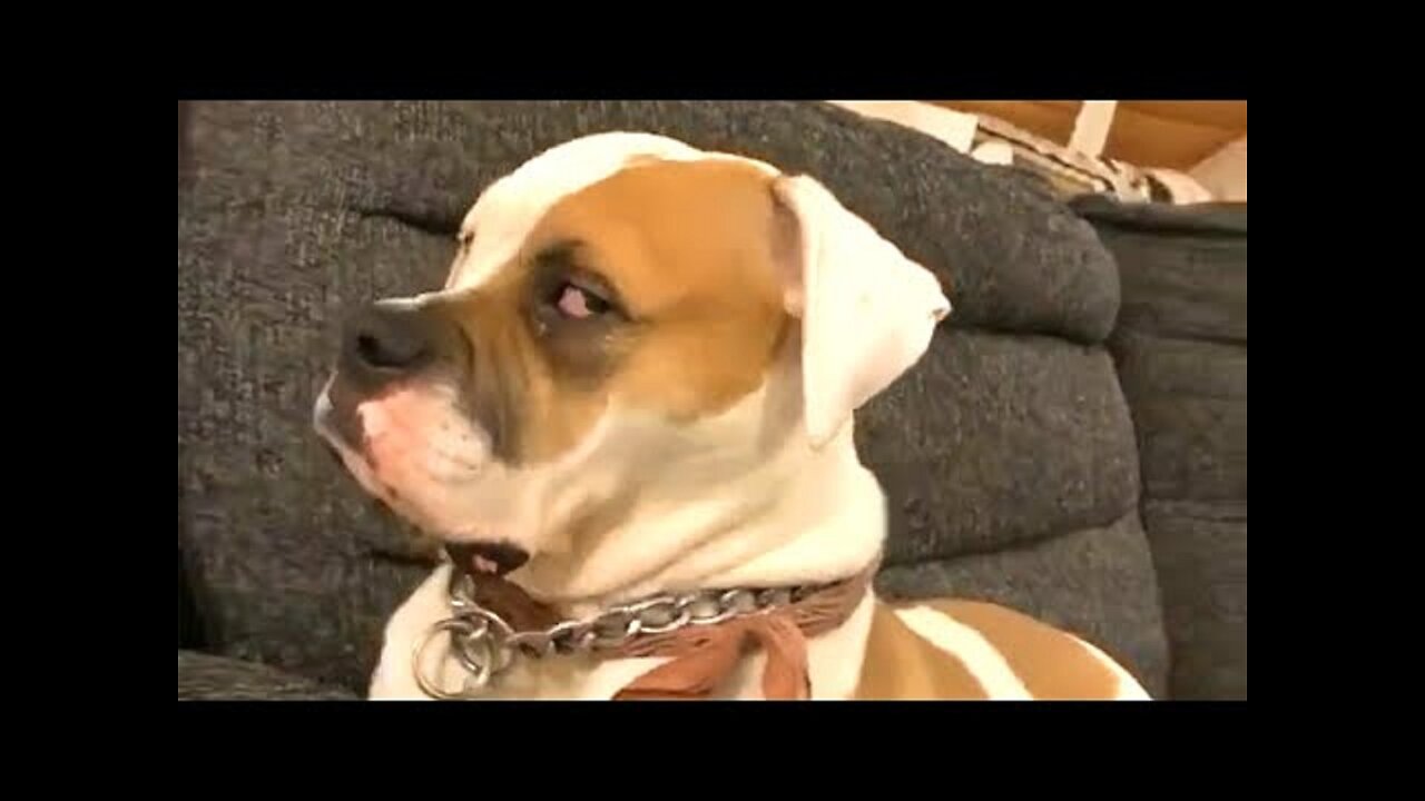 Try not to laugh - Funny dogs 🐶 and cats 😻 reaction ｜｜ Funny pets compilation 2021 ｜｜ Animal