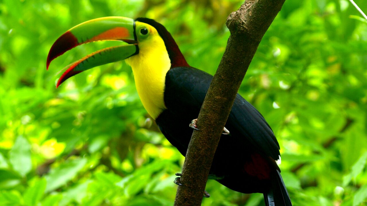 toucan bird