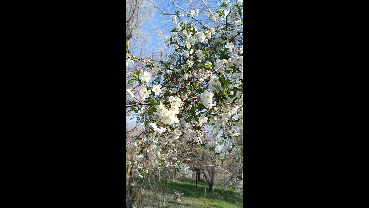 flowering