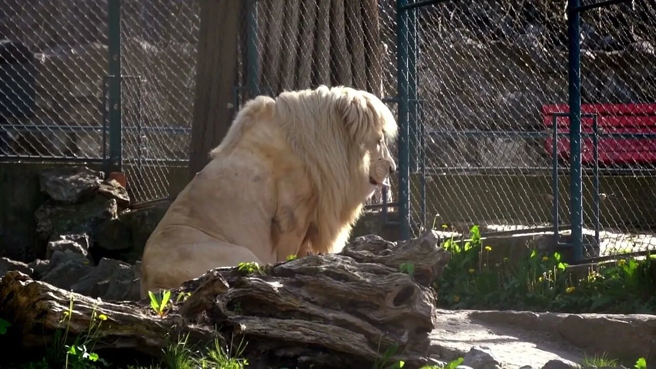 White lion sitting in the zoo cage