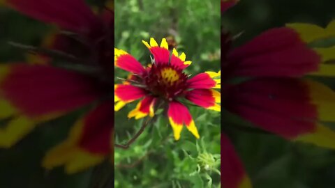 Beautiful Wildflowers I Found on our Texas Ranch 🌸🌼🌺 #shorts
