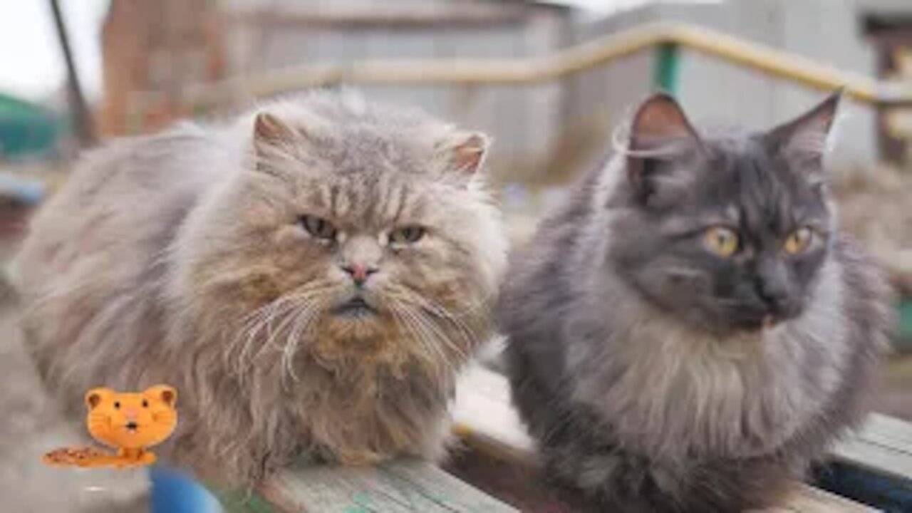 Cats Are So Funny - Funny Cats Compilation Videos - Animal's Hut