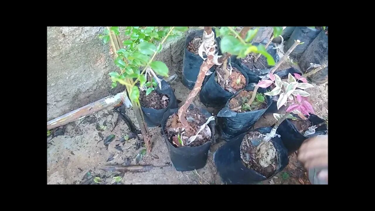 Fazendo enxertia de pitangatuba, preta e vermelha num único pé e resultado
