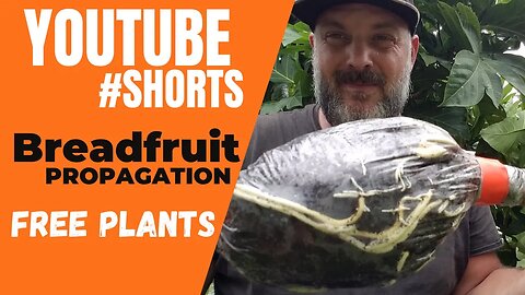 Airlayering Breadfruit (Ulu) In Less Than A Minute #shorts