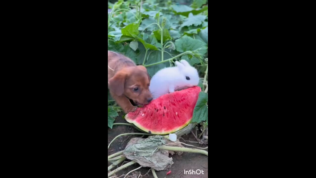 rabbit and dog eating watermelon